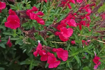 チェリーセージ・阿久和川