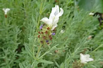 フレンチラベンダー・阿久和川