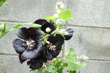 クロタチアオイ・阿久和川