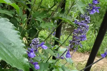 ブルーサルビア・阿久和川