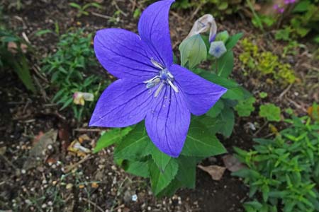 キキョウ・阿久和川