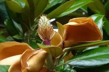 タイサンボク・阿久和川