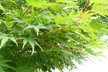 イロハモミジ・阿久和川
