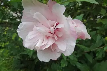 ムクゲ・阿久和川