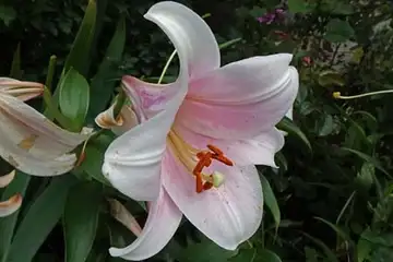 リーガルリリー・名瀬川