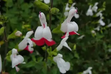 チェリーセージ・名瀬川