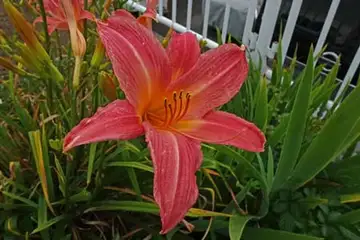 ヘメロカリス・名瀬川