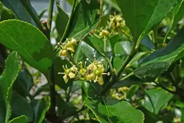 マサキ・柏尾川