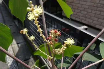 アカメガシワ・柏尾川