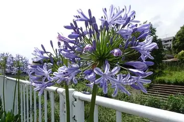 アガパンサス・柏尾川