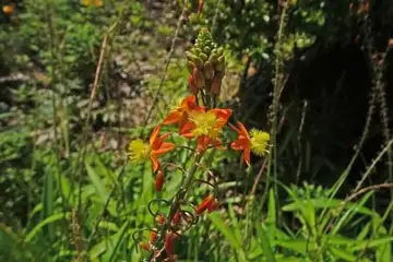 ハナアロエ・柏尾川