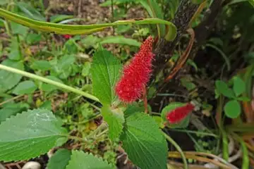 キャッツテール・柏尾川