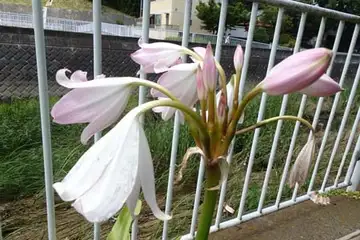 クリナムパウエリー・柏尾川