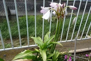 クリナムパウエリー・柏尾川