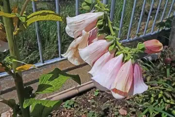 ジギタリス・柏尾川