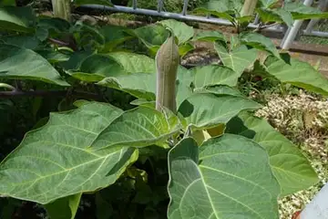 ケチョウセンアサガオ・柏尾川