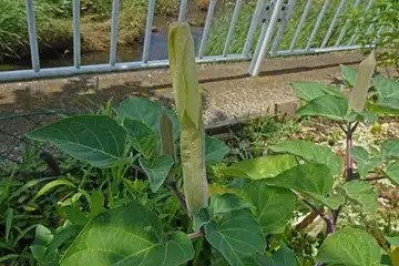ケチョウセンアサガオ・柏尾川