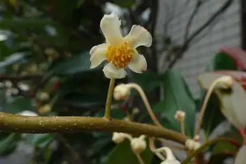モッコク・阿久和川