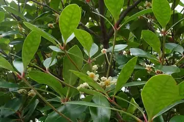 モッコク・阿久和川