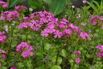 ハマナデシコサマーラベンダー・阿久和川