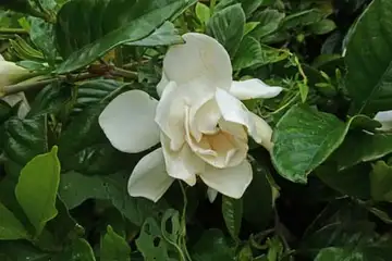 クチナシ・阿久和川