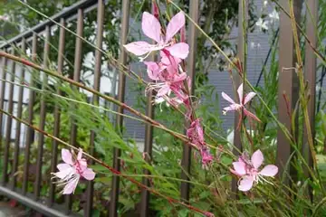 ハクチョウソウ・阿久和川