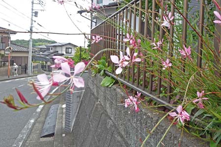 ハクチョウソウ・阿久和川