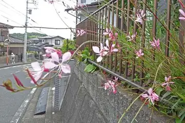 ハクチョウソウ・阿久和川