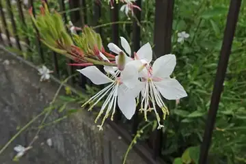 ハクチョウソウ・阿久和川