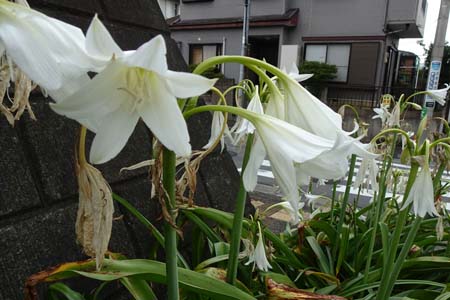 クリナムパウエリー・阿久和川