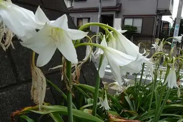 クリナムパウエリー・阿久和川