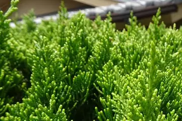 カイヅカイブキ・阿久和川