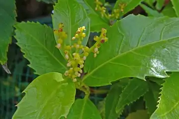 センリョウ・阿久和川
