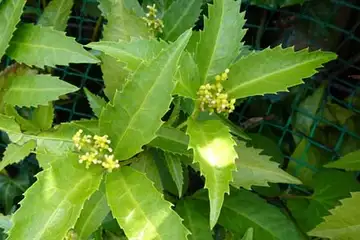 センリョウ・阿久和川