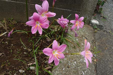 サフランモドキ・阿久和川