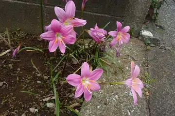 サフランモドキ・阿久和川