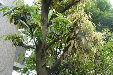 シラカシ・阿久和川