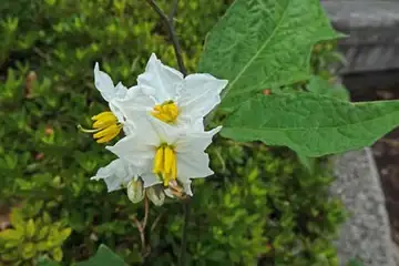 ワルナスビ・阿久和川