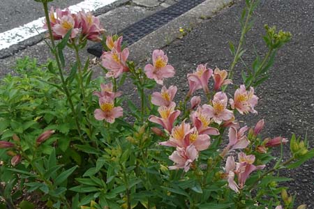 ユリズイセン・横浜上矢部