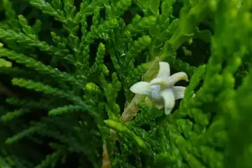コノテガシワ・横浜上矢部
