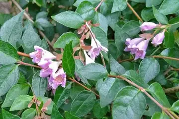 モモイロアベリア・阿久和川