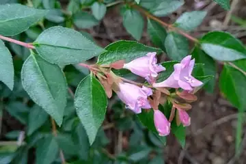 モモイロアベリア・阿久和川