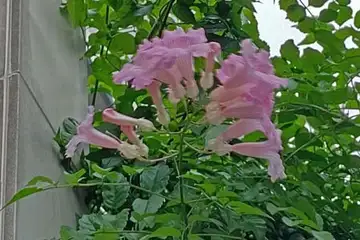 ピンクノーゼンカズラ・阿久和川