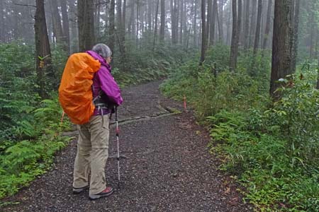 金比羅山と南沢あじさい山・ヒノキ林の中を登り