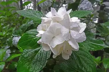 アジサイ・金比羅山と南沢あじさい山
