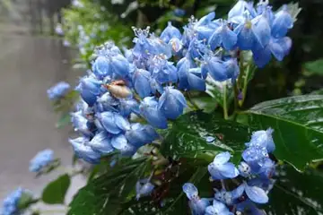 アジサイ・金比羅山と南沢あじさい山