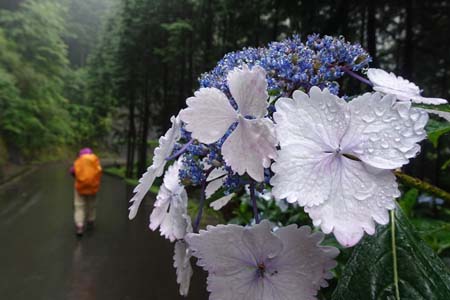 金比羅山と南沢あじさい山・南沢林道を下って行きます