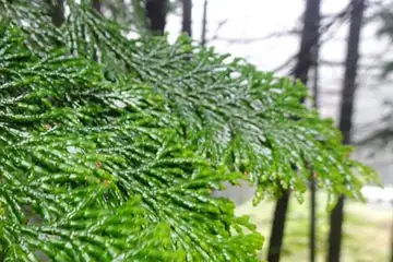 ヒノキ・金比羅山あじさい山
