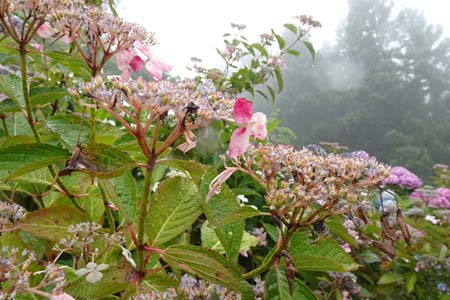 アジサイ・金比羅山と南沢あじさい山