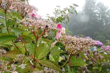 アジサイ・金比羅山と南沢あじさい山
